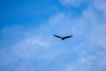 Wild Andean condor flying at Mirador del Condor located in the Colca Canyon area of southern Peru