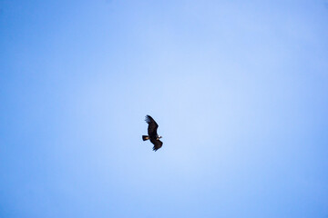 Wild condor in flight at Mirador del Condor Peru near the Colca Canyon area