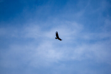 Stunning Andean condor flying above Mirador del Condor located in Peru iconic Colca Canyon area