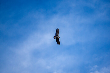 Graceful condor soaring high at Mirador del Condor near the famous Colca Canyon in Peru breathtaking view