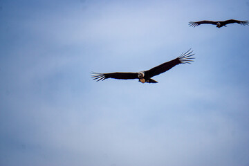 Majestic Andean condor flying at Mirador del Condor in Peru famous Colca Canyon region wildlife photography