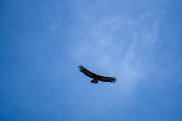 Majestic condor gliding at Mirador del Condor in Peru celebrated Colca Canyon wildlife and adventure region