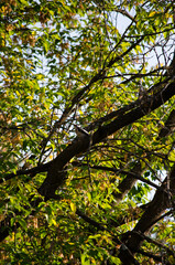 Woodpecker on a tree