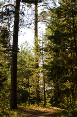 Coniferous forest © Светлана Калинина