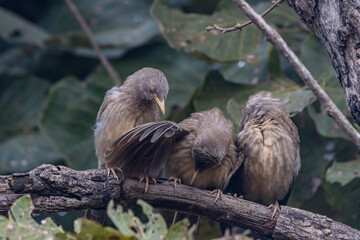 jungle babbler