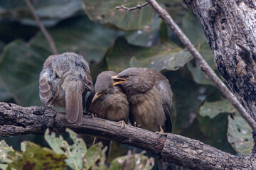 jungle babbler
