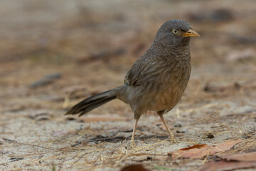 jungle babbler