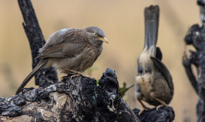 Fototapeta premium jungle babbler