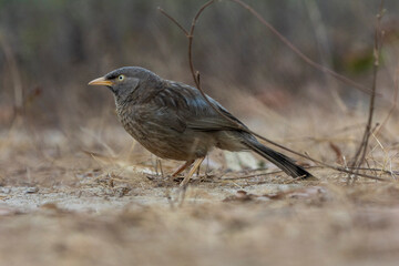 Fototapeta premium jungle babbler
