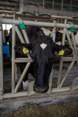 Holstein Cow with Heart-Shaped Marking in a Modern Dairy Farm