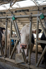 cows in stable