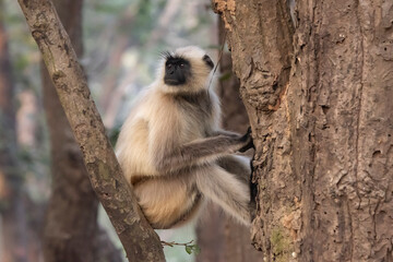 Langur monkey