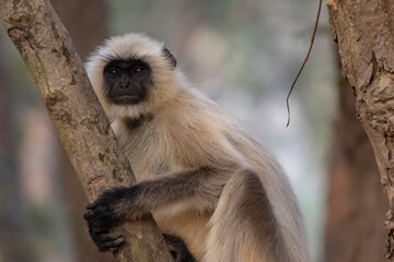 Langur monkey
