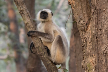 Langur monkey