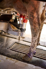 Modern milking machine extracting milk from cow