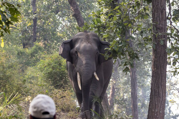 Fototapeta premium elephant in the wild