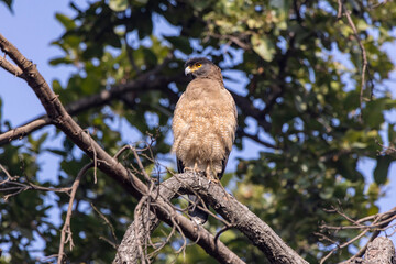 bird of prey
