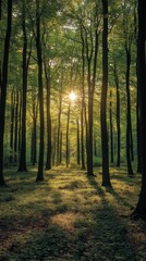 Naklejka premium Sunlight beams shining through a lush forest in the early morning