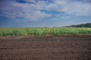 Slim rows of corn sprouts under blue sky