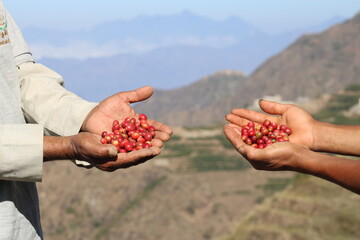 Original Yemeni Mocha Coffee Branches and Fruits
