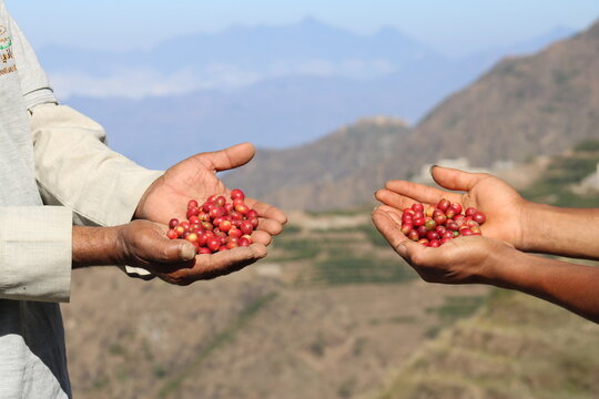 Original Yemeni Mocha Coffee Branches and Fruits