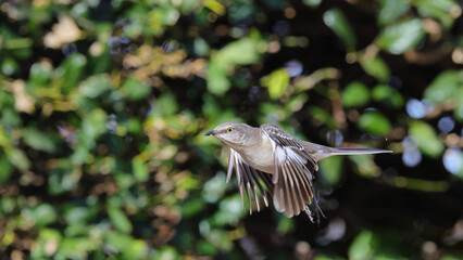 Mockingbird inflight from holly shrub against blurry background. 