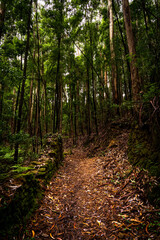 Obraz premium Dense Forest Pathway Lined with Mossy Rocks and Fallen Leaves Creating a Serene Natural Walkway in June 2021