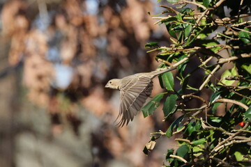 Sparrow inflight from green holly shrub against a blurry background. 