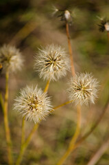 Little dandelions