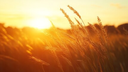 Obraz premium Warm Sunset Over Golden Grass Field
