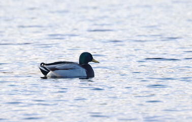male mallard from the side the morning sun, duck at blue hour, colourful duck in the evening sun, male mallard on the lake, Mallard surrounded by gentle pastel-coloured waves, pastel-coloured waves