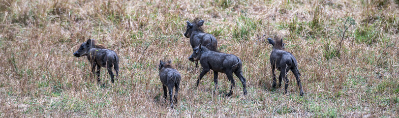Fototapeta premium Safaritour in der Serengeti