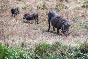 Safaritour in der Serengeti
