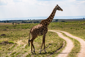 Fototapeta premium Safaritour in der Serengeti