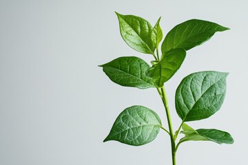 Green plant sprouting with lush leaves against a neutral background in a bright indoor setting