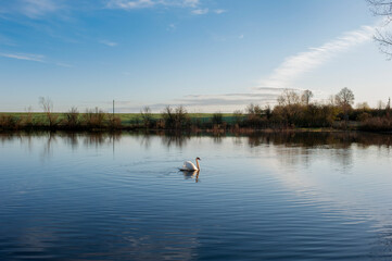 White swan onlake shore. Swan on beach. Swan on shore