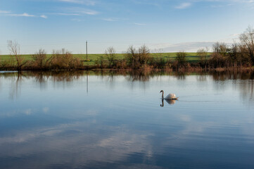 Fototapeta premium White swan onlake shore. Swan on beach. Swan on shore