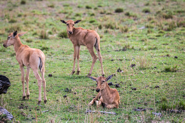 Safaritour in der Serengeti