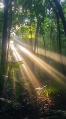 Obraz premium Sunlight beams shining through a lush forest in the early morning