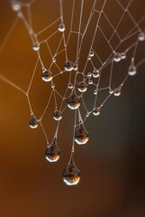 Macro Photography of Water Droplets on a Spider Web.