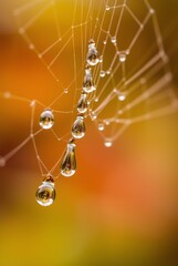 Macro Photography of Water Droplets on a Spider Web.