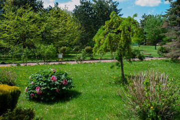 Obraz premium Summer in a landscape park...Trees and bushes in green clothes.