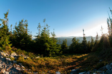A picturesque view of a rocky mountain covered with dense forest and alpine pine needles.