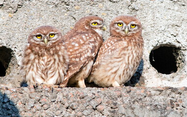 great horned owl