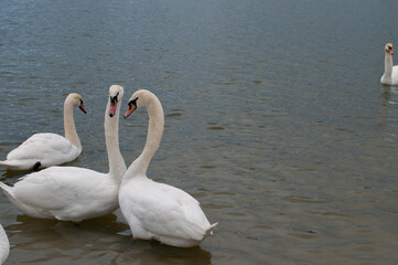 Obraz premium Two white swans couple in love. Swans in water