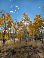 Fototapeta premium Colorado fall colors