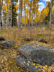 Colorado fall colors