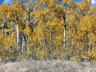 Colorado fall colors