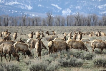 Elk Herd in the Mountains