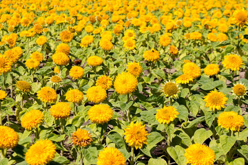 A field of blooming sunflowers on a sunny summer day.
